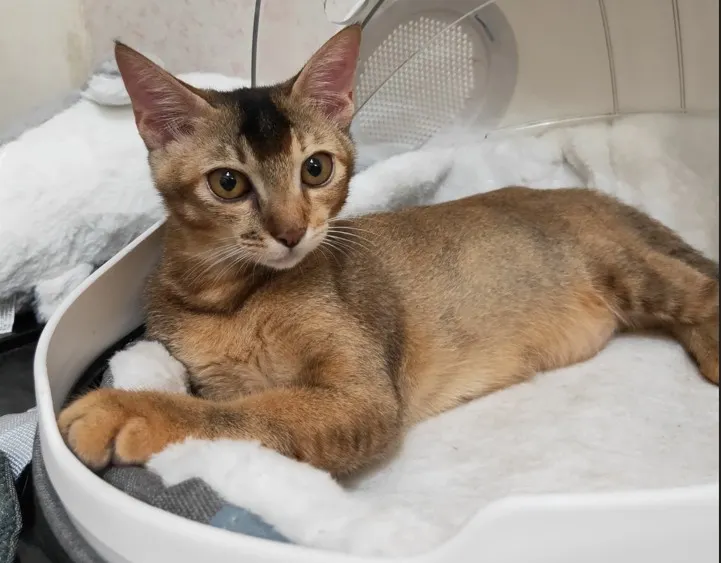 還是很瘦，但健康起來了。