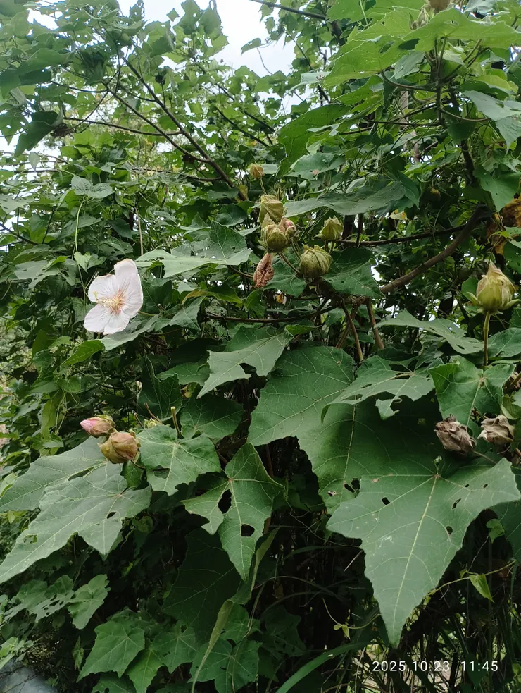 山芙蓉漫山野遍