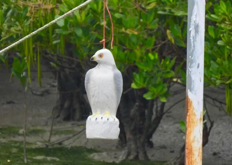 圖13 拍到一個黑翅鳶的鳥偶…(陳聖崴攝)