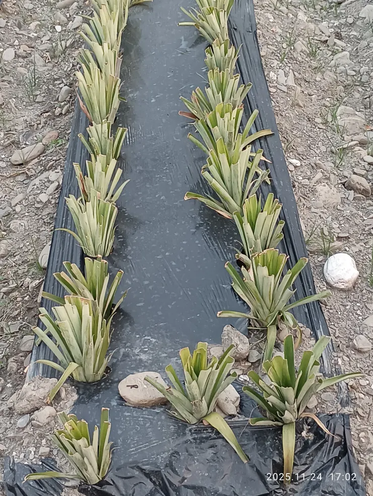 初植種的鳳梨苗