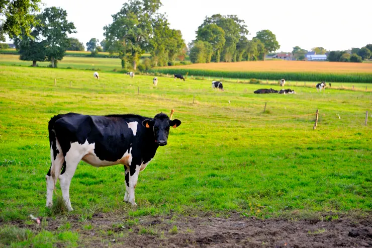 【四週有廣大的牧場與無邊的寧靜 晚出或早歸何妨內外逛逛也不錯】