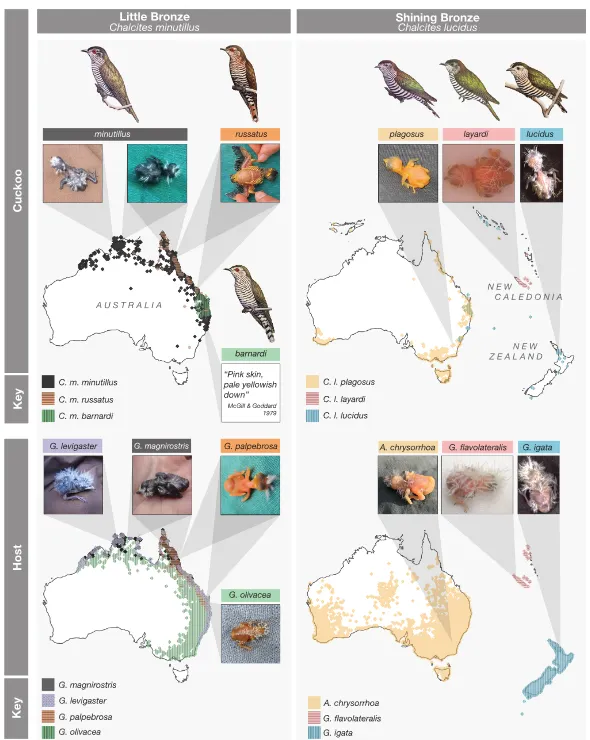 杜鵑 (上)、宿主(下) 雛鳥真的長得有夠像 (Langmore et al. 2024)