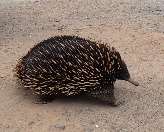 Phillips Island半路上，26/01/13，野生針鼴超可愛