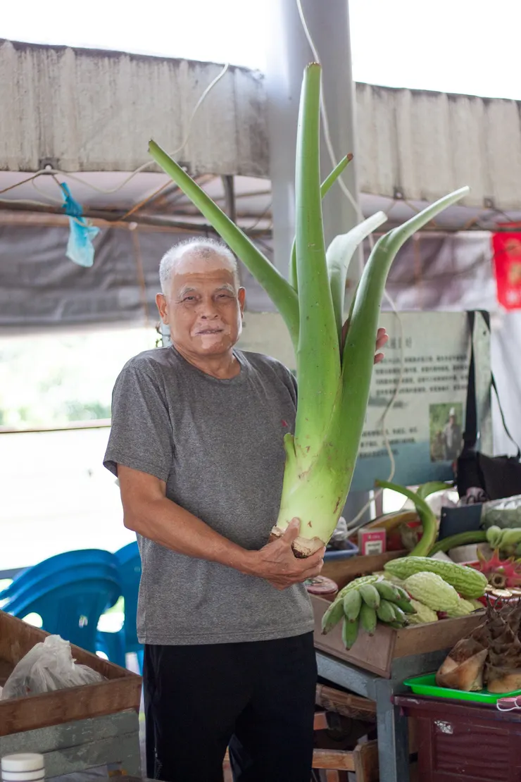 這是芋頭莖,聽說很好吃!