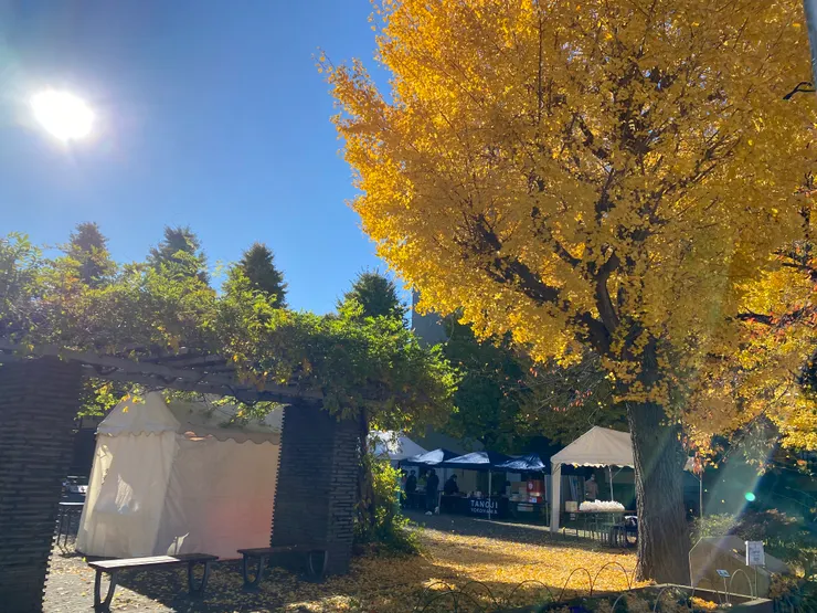 銀杏祭り開始前