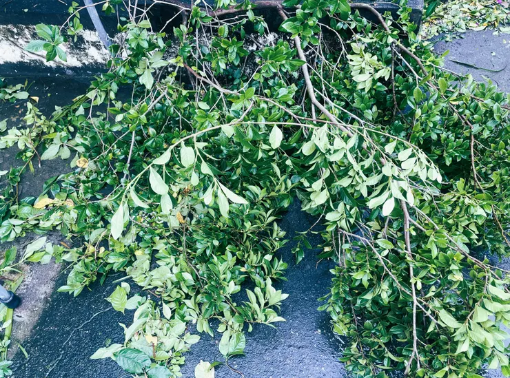 RIP梔子花樹,希望你一路好走:<