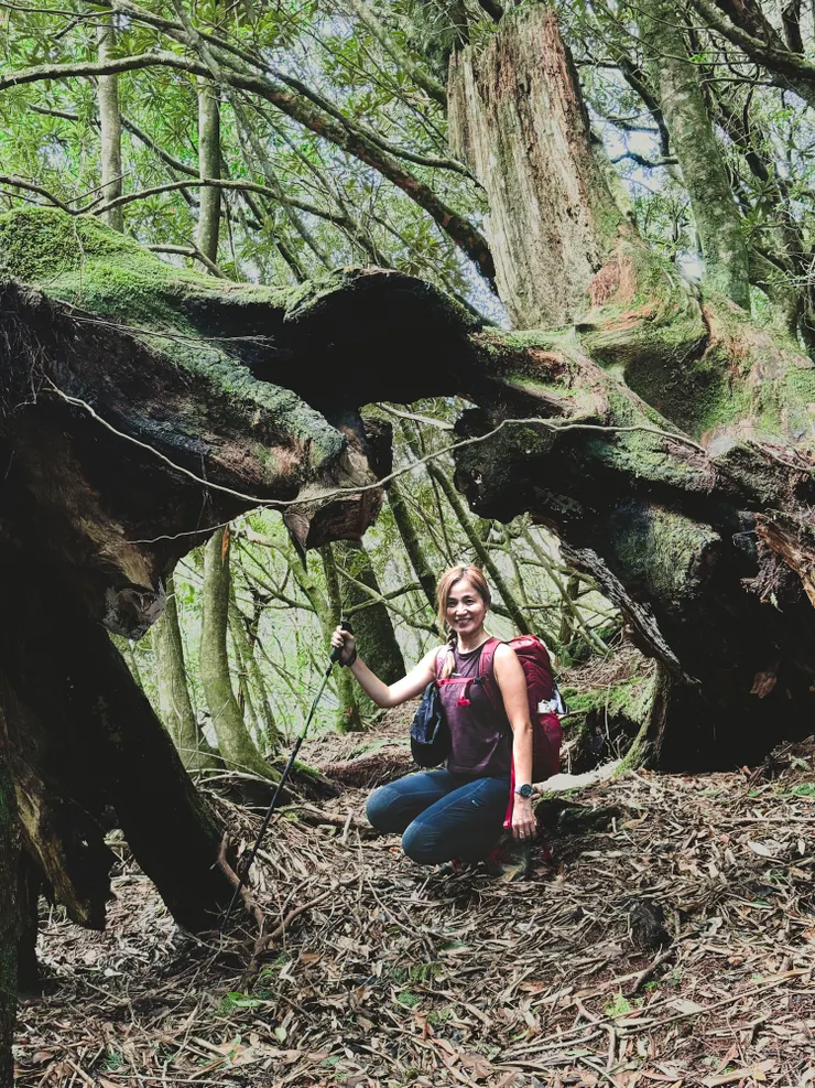 9:24抵逹神木區。各式各樣不同造型大樹都是我們的遊樂場。 