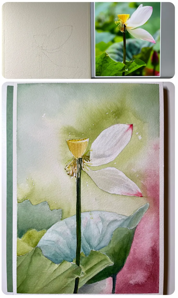 圖 YHCC@水彩練習 W31 荷, APR2023, 26 x 18 cm繪圖參考攝影照片來源 W31