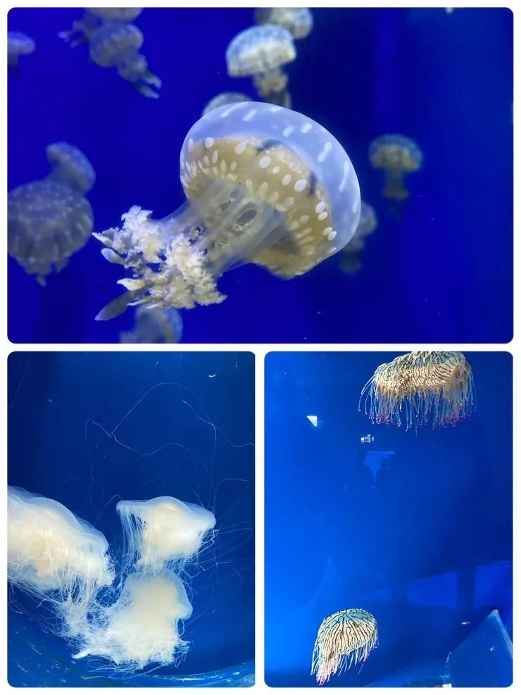 最美的水母區!拍照熱門地!