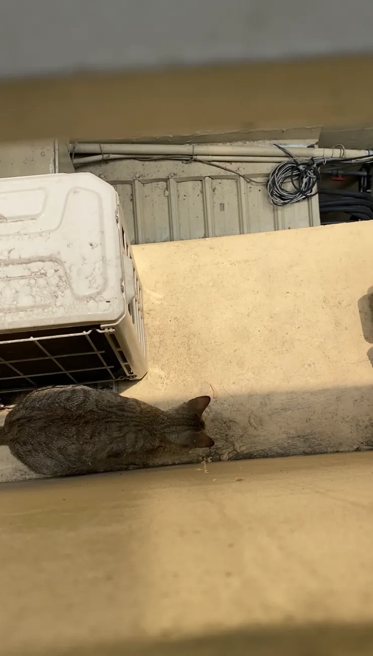 肉泥好吃一直吃🤤