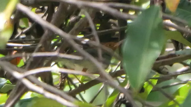 Ashy Tailorbird  灰縫葉鶯