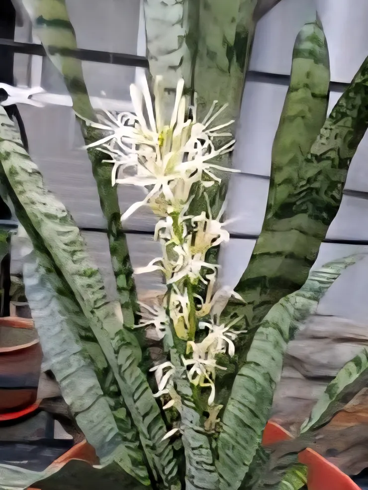 虎尾蘭的細白花