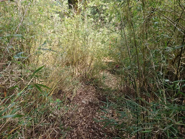 箭竹林,這算是稀疏等級路徑明顯 後面有更密的