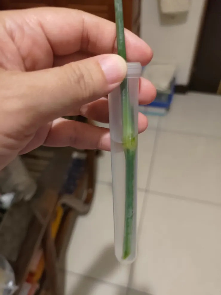 原來裡面有附這個小水管，供給水分，所以不會太快枯萎
