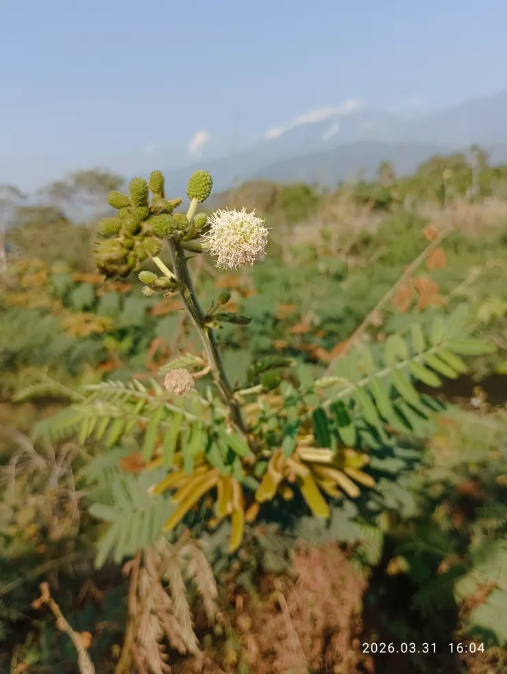 她開的花類似“銀合歡”