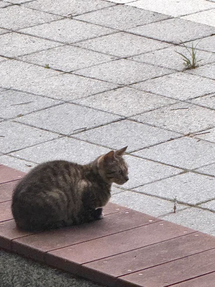 2026/05/08 小學校園有隻貓