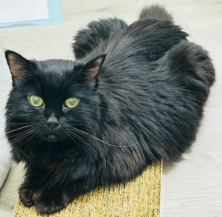 黑黑現在的脊椎、肋骨明顯可見，也都摸得到骨頭的感覺。