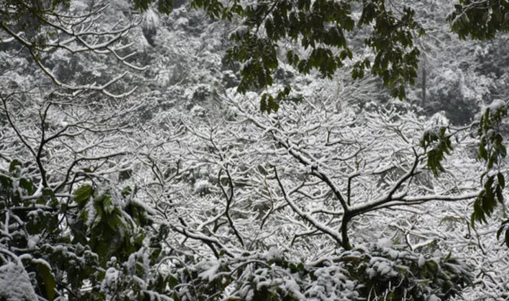 ▲ 雪、冰霰、霧淞、霜怎麼分？