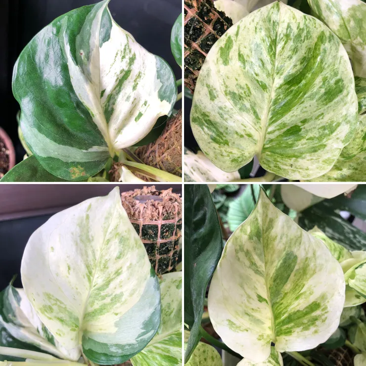 葉片花紋多變，受到環境溫度、濕度與光照影響