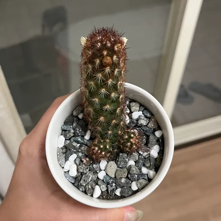 路邊買的，神秘的...仙人掌?