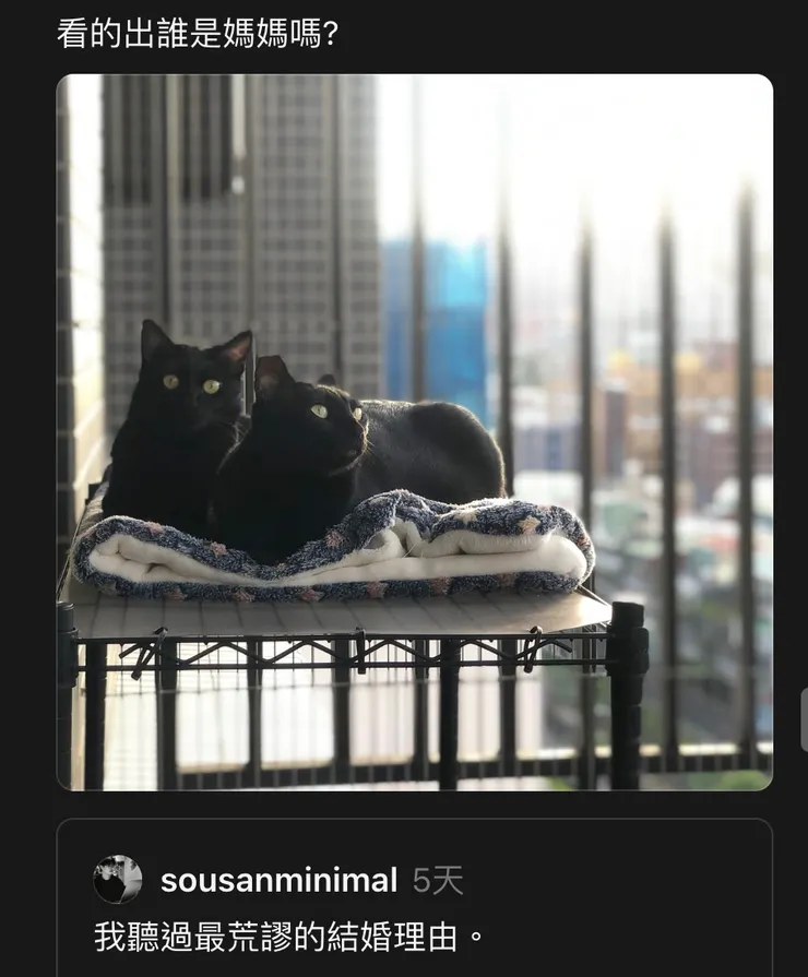 單純貓照貼文近 30 天成績：296 瀏覽、0 讚、0 回覆