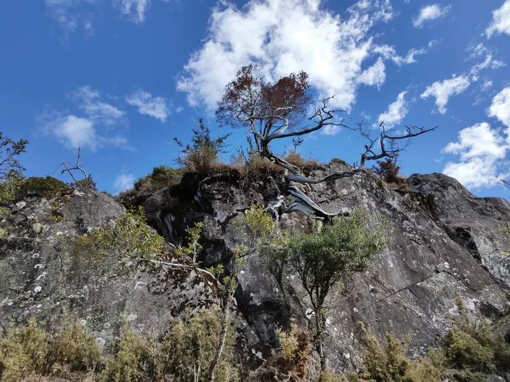 接近稜頂的岩壁上，崢嶸的老樹拚命向天際伸手。