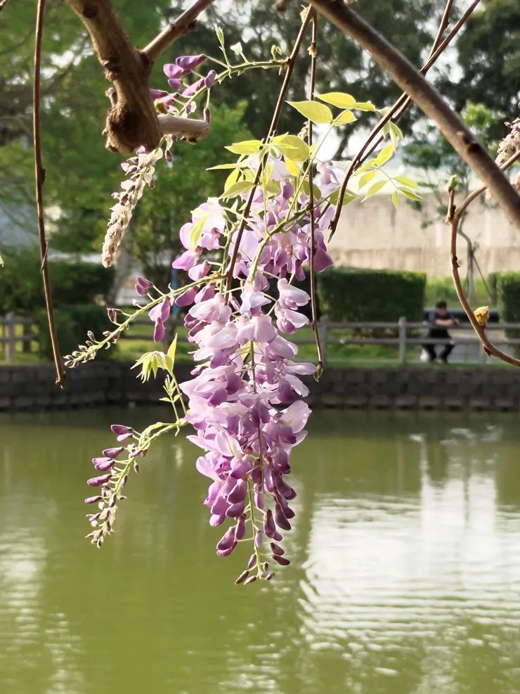 專心地拍攝一朵花,便能看見最為獨特的光彩。