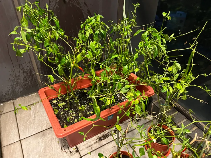 20250515 最後採收