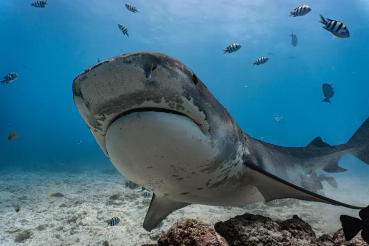 呆萌的好奇寶寶們