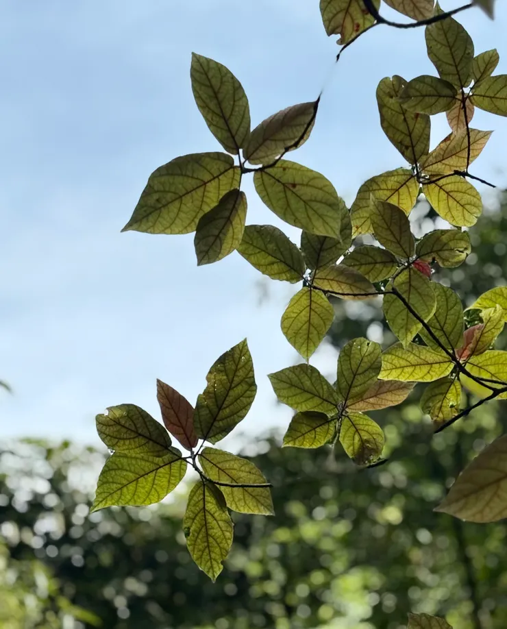 牛奶榕的樹葉在陽光下好有生氣