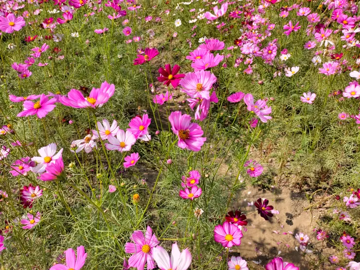 小巧美麗的波斯菊