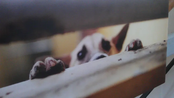 走進流浪動物中途之家會看到每個毛小孩那種期待被領養的眼神