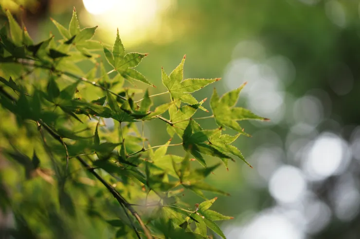 人生如同樹枝一樣，有許多的分岔，決定走向的，始終是自己
