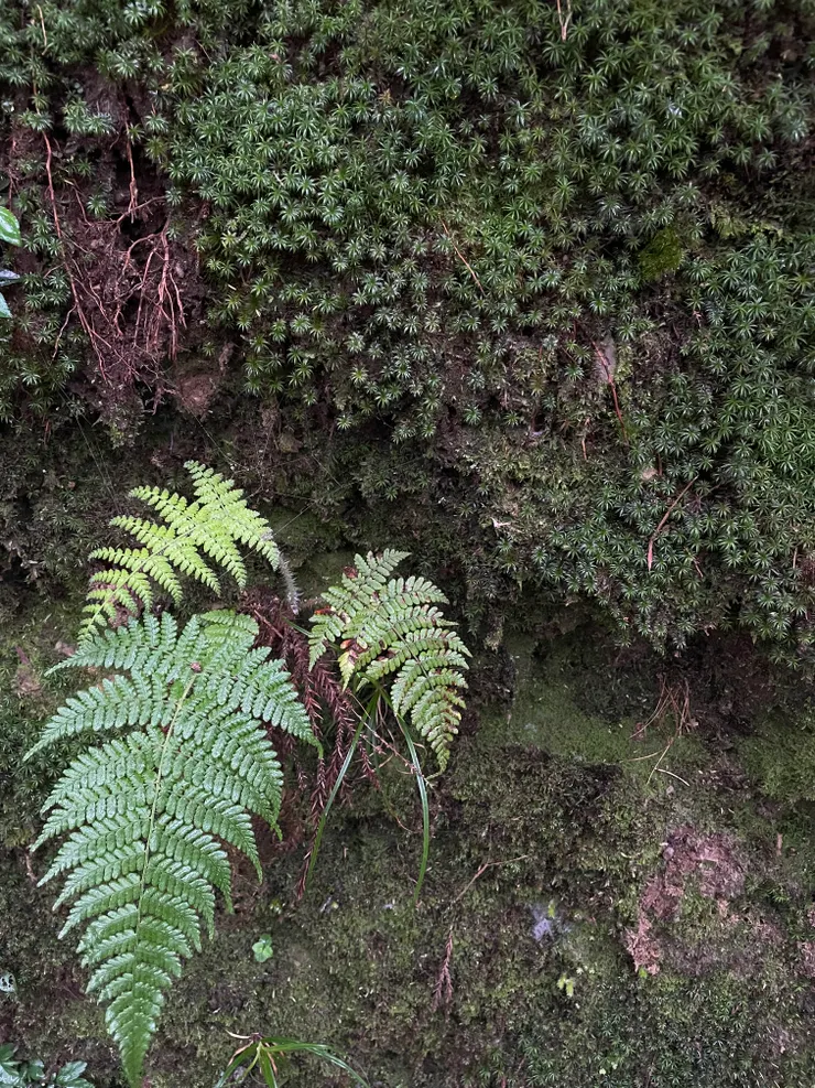 天養的最美-各式蕨類與苔蘚