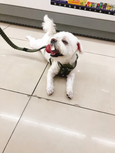 中秋節應景介紹：我的小瑪爾—柚子