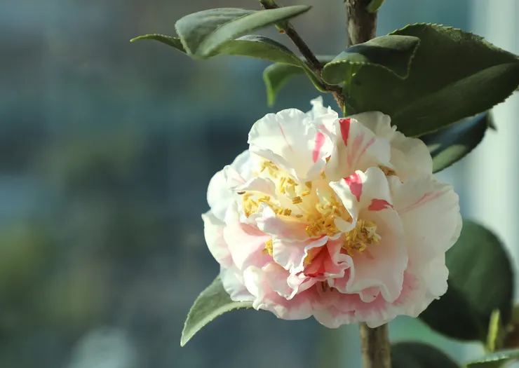 家裡的茶花《之都》今年開出了美麗的花朵