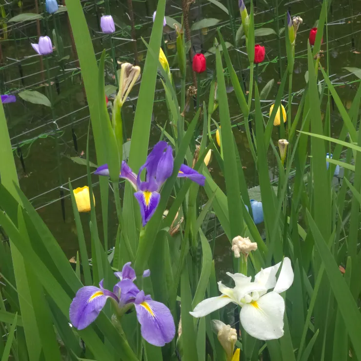 中港大排光雕展，荷蘭風車旁的鳶尾花