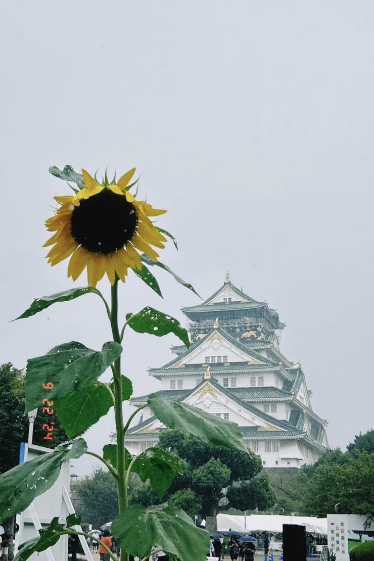 日本大阪城與太陽花
