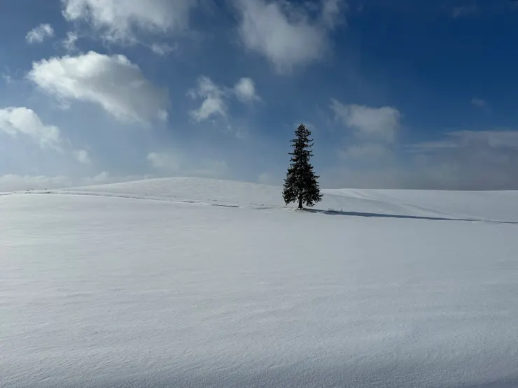 朋友拍的美瑛聖誕樹，獨自一棵好美～