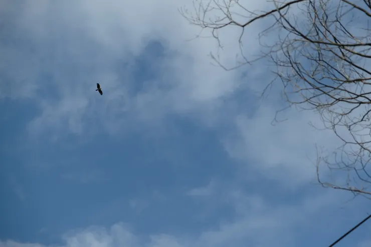 散步遇到老鷹已是露營常態