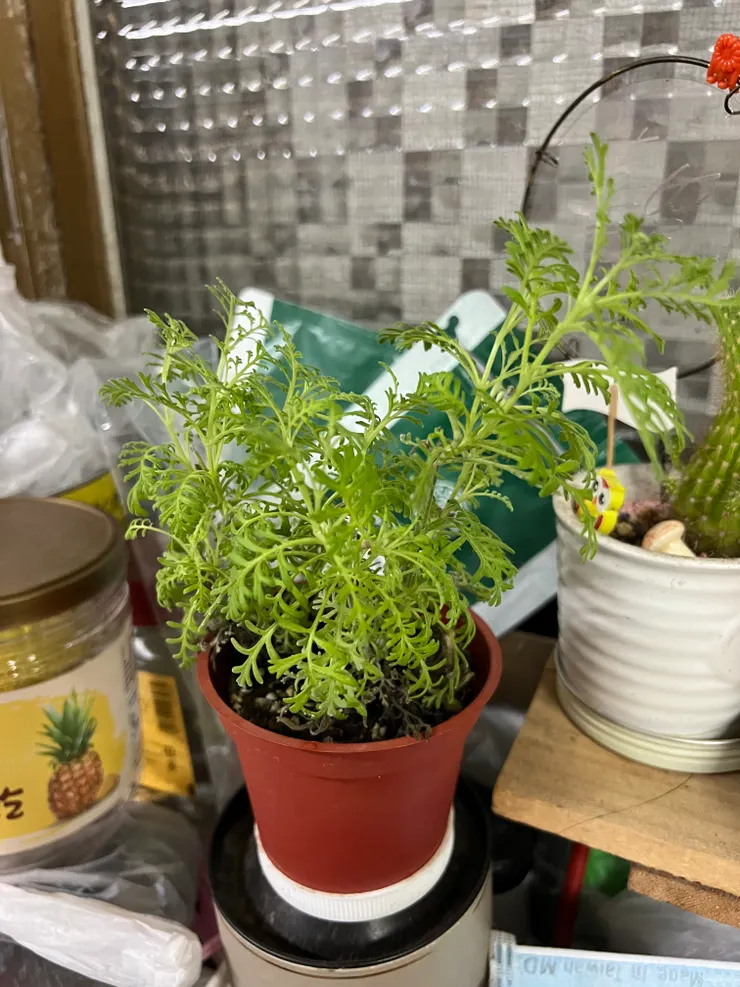 月餅小姐養的薰衣草