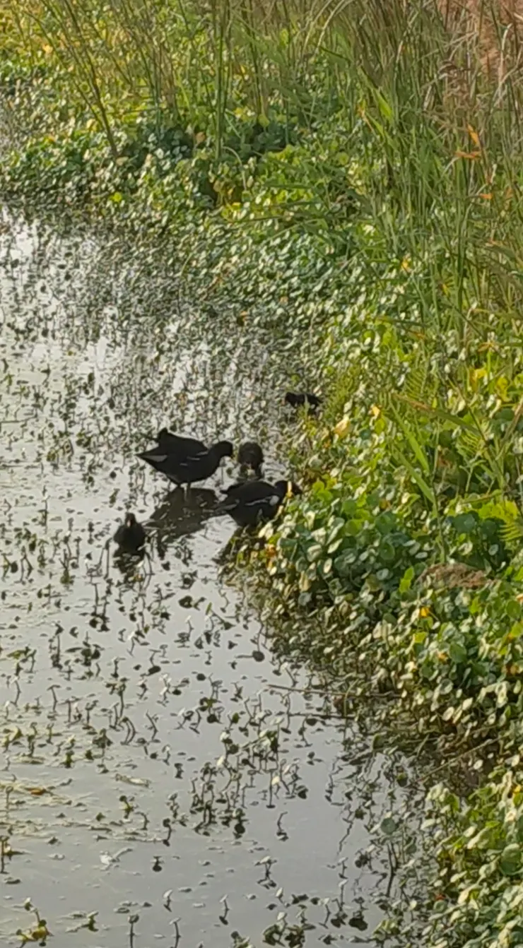 超有愛的鴨鴨全家福