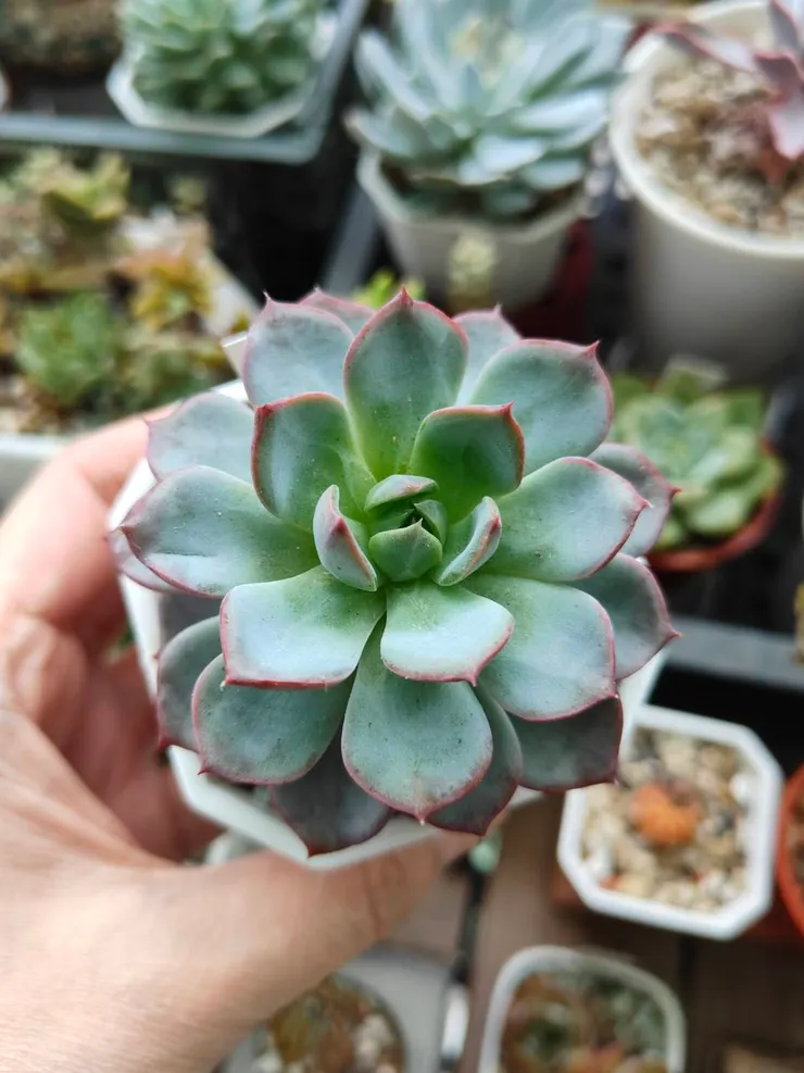 夢境的葉面會有紋路，秋冬才會很明顯 (因為要拍照，拿到窗戶區拍攝)