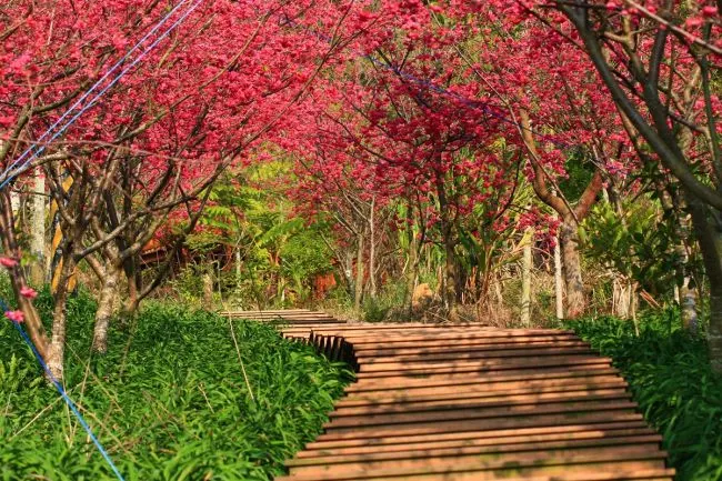 (圖片取自新社沐心泉休閒農場官網)