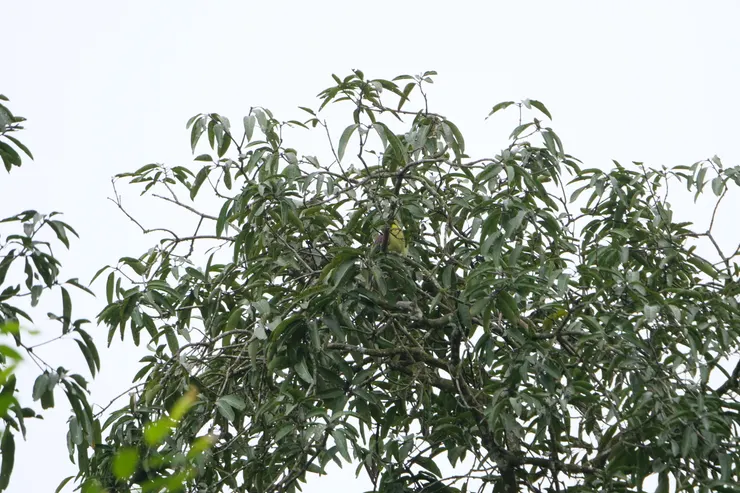 第一次相遇，和樹色一樣