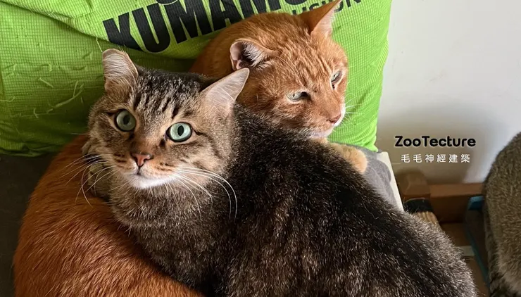 我剛裝潢好不想重弄，但我的貓還是跟狗打架，兩隻貓正在抱團取暖....