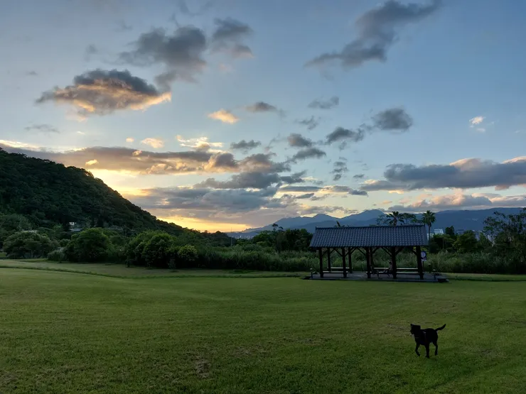 狗狗盡情地奔跑