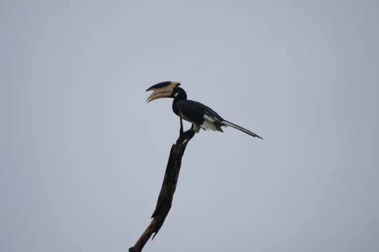 高高在上的Malabar Pied Hornbill