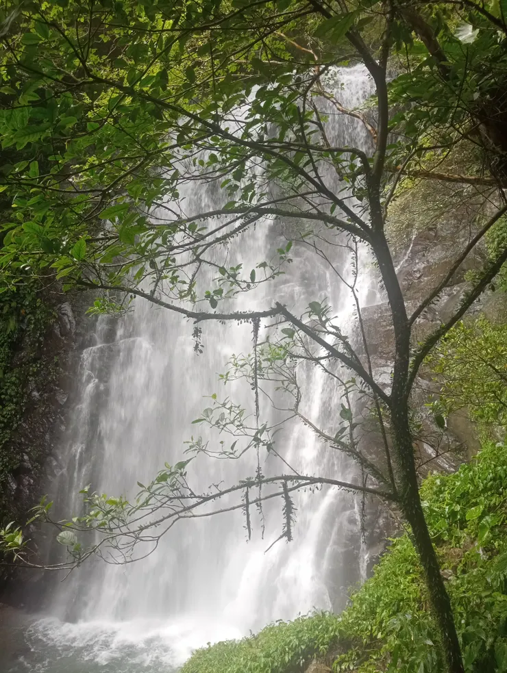 吸取滿滿的森林維他命，免費的高濃度負離子