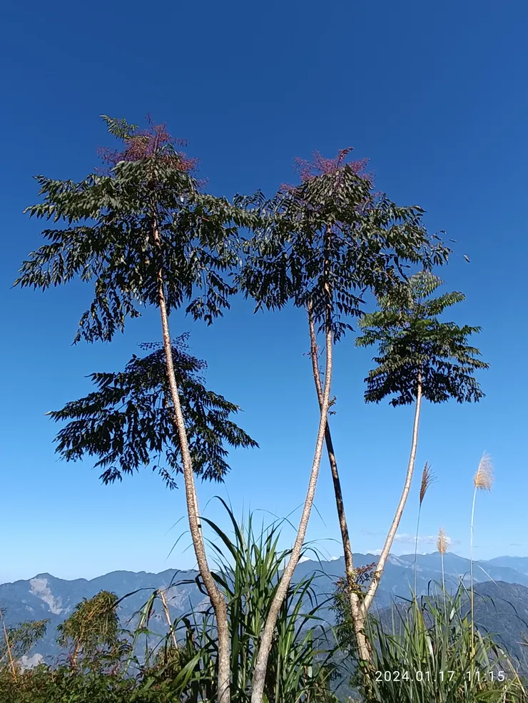 綠連天碧，自拍攝